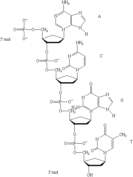 Nucleic Acids Include