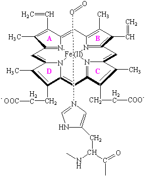 hemoglobin heme