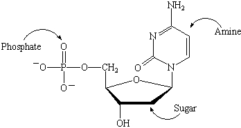 deoxyribonucleic acid and ribonucleic acid